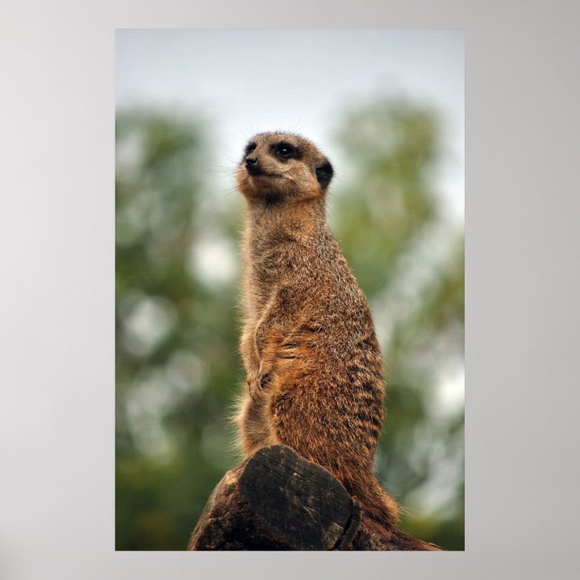 Póster Buscando amor (Frente)