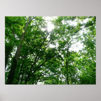 Póster Buscando árboles de verano
