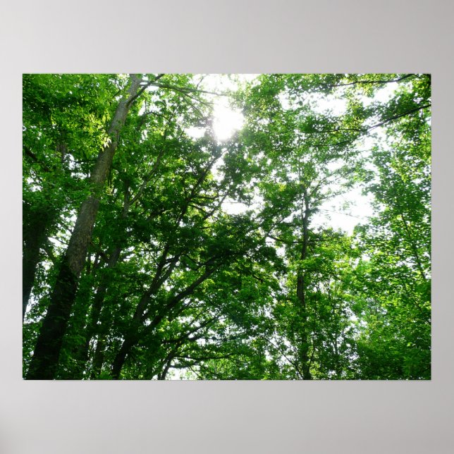 Póster Buscando árboles de verano (Frente)