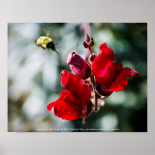 Póster Buscando néctar dulce