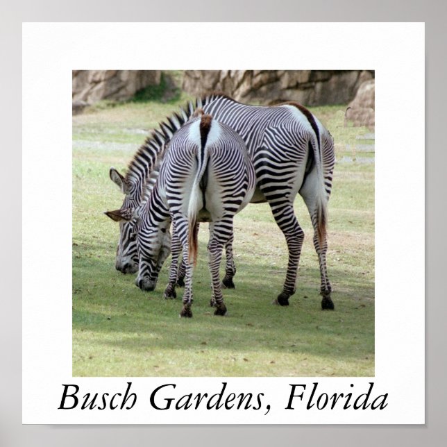 Póster Busch Gardens, Florida (Frente)