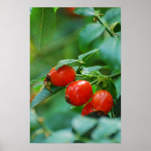 Póster Busco de cadera tras la lluvia