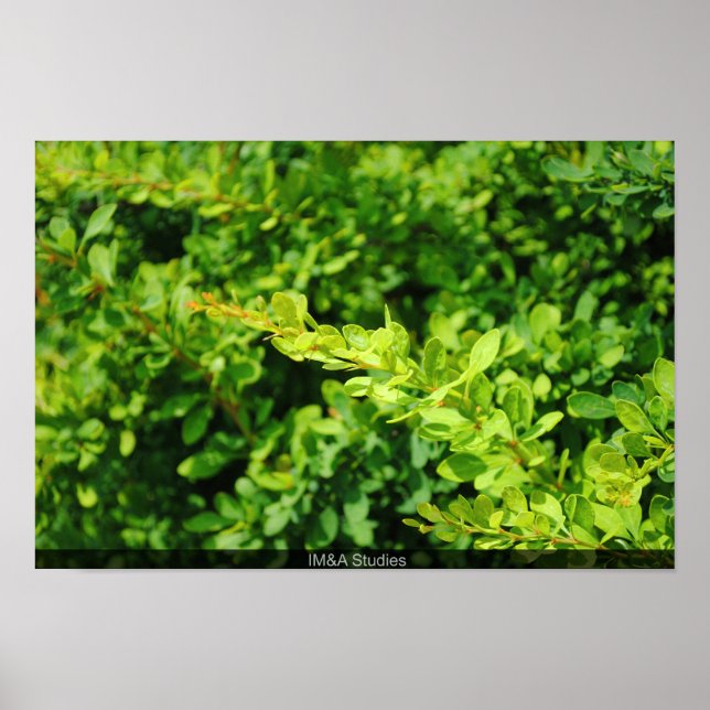 Póster Bush cerca de la laguna. (Frente)