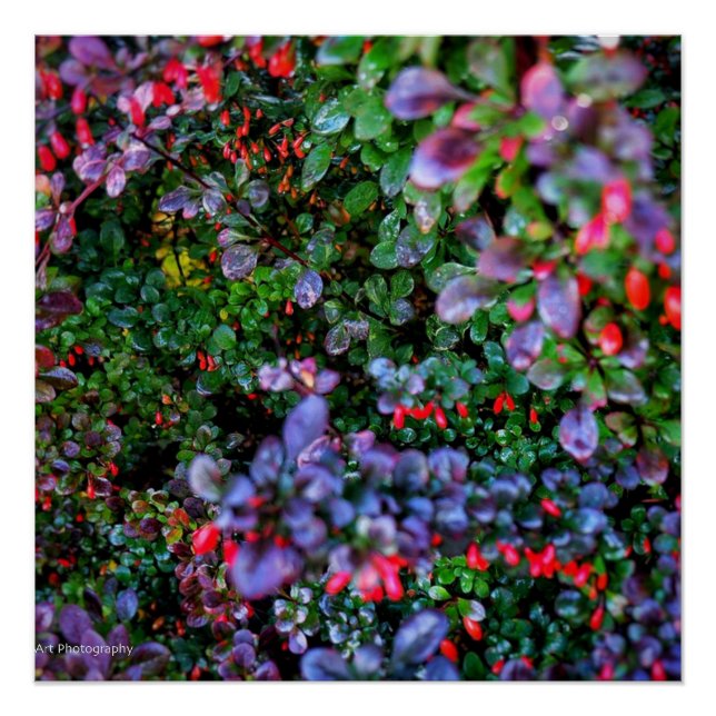 Póster Bush intrincado (Anverso)