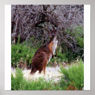 Póster Bush Kangaroo Print