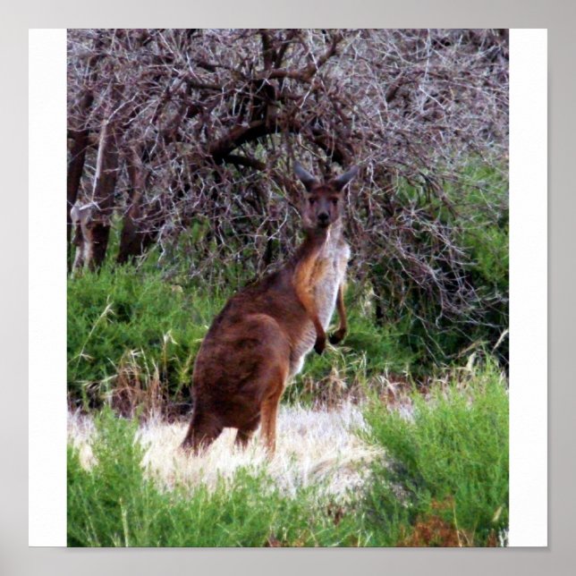 Póster Bush Kangaroo Print (Frente)