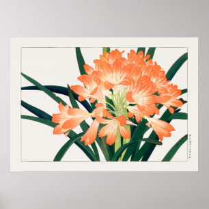 Póster Bush Lily, Clivia miniata, Flores, Tanigami Kona,