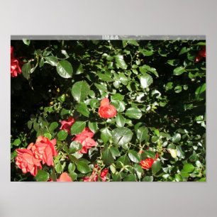Póster Bush Rosa en Denver