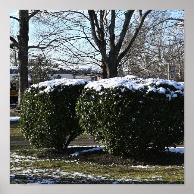 Póster Bushes con Poster de Nieve (Frente)