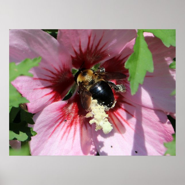 Póster Busy Be Collection Pollen in a Hibiscus  (Frente)