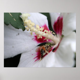 Póster Busy Bee Hibiscus Pollen Fiesta