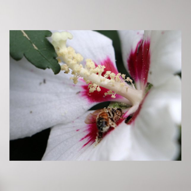 Póster Busy Bee Hibiscus Pollen Fiesta (Frente)