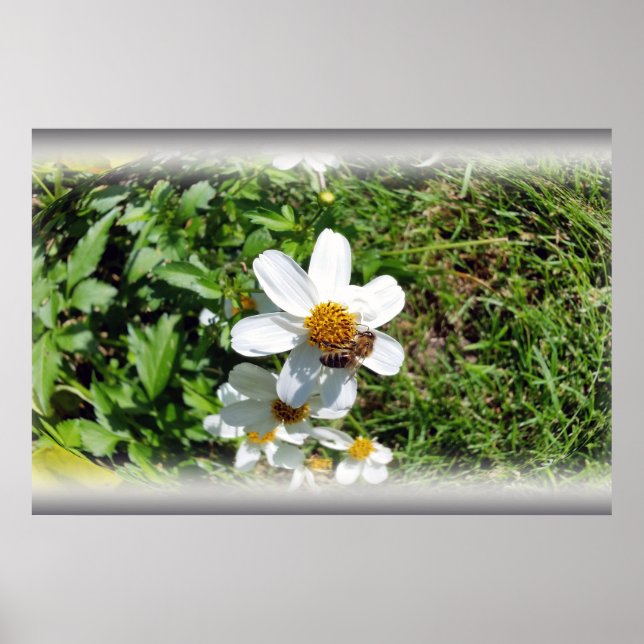 Póster busy bee on white flower (Frente)