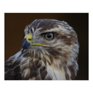 Póster Buteo