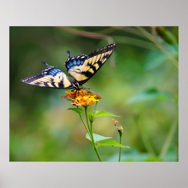 Póster Butter Fly'n (Frente)