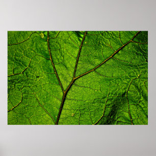 Póster Butterbur leaf leaf veins green
