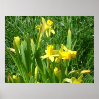 Póster Buttercup Poster Daffodils Amarillos