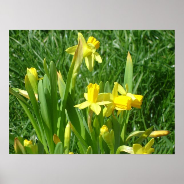 Póster Buttercup Poster Daffodils Amarillos (Frente)