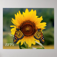 Butterfies monarcas en girasol