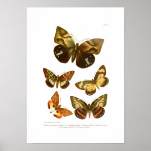 Póster Butterflies