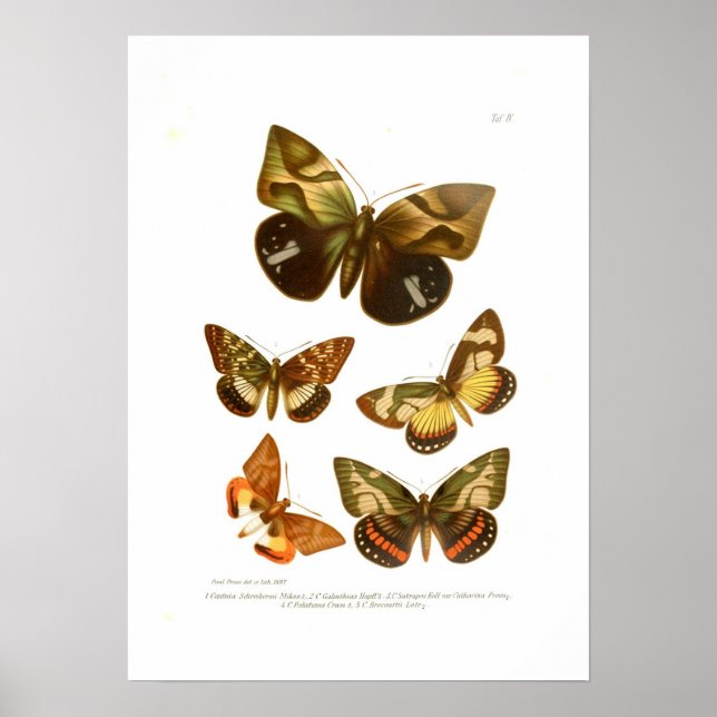 Póster Butterflies (Frente)
