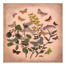 Butterflies frorales botánicos de época rosa rústi