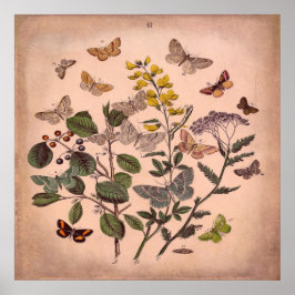 Póster Butterflies frorales botánicos de época rosa rústi