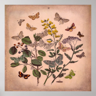 Póster Butterflies frorales botánicos de época rosa rústi
