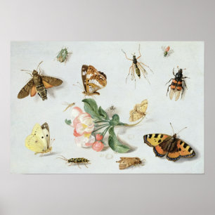 Póster Butterflies, moths and other insects