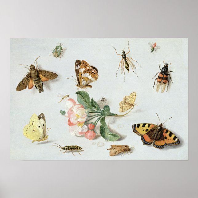 Póster Butterflies, moths and other insects (Frente)