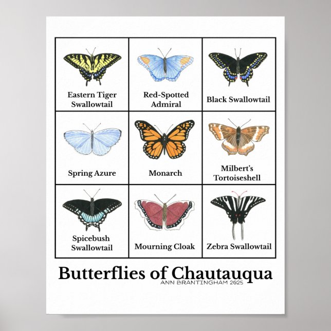 Póster Butterflies of Chautauqua (Frente)