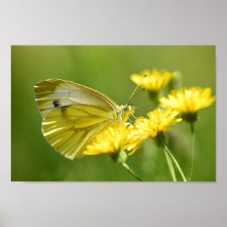 Póster Butterfly