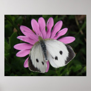 Póster Butterfly and Pink Flower Print