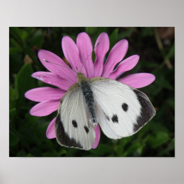 Póster Butterfly and Pink Flower Print (Frente)