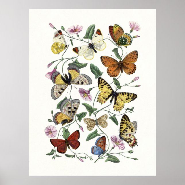 Póster Butterfly & Moth Vintage Print, Paul Gervais 1842 (Frente)