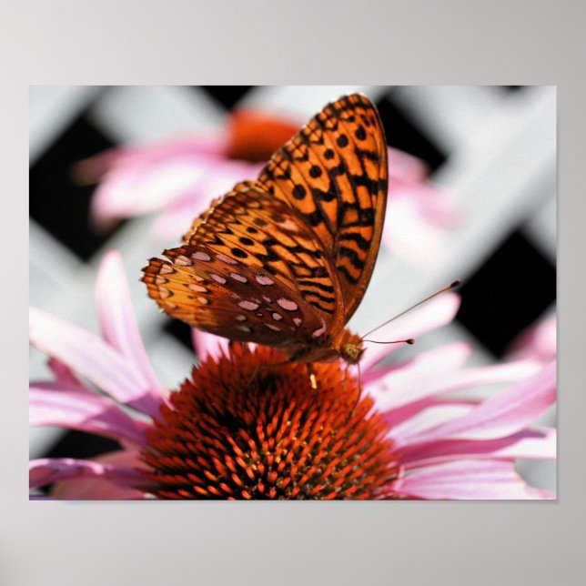 Póster Butterfly On Coneflower 2  (Frente)