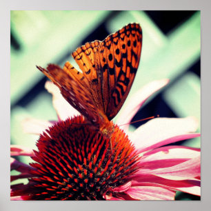 Póster Butterfly On Echinacea Coneflower Close Up