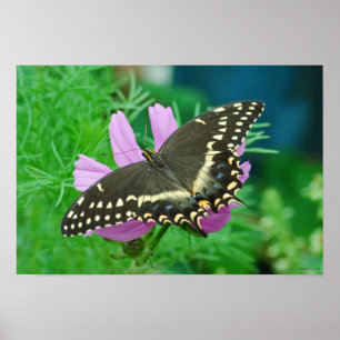 Póster Butterfly on Flower