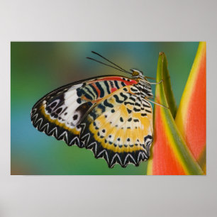 Póster Butterfly on Tropical Flower