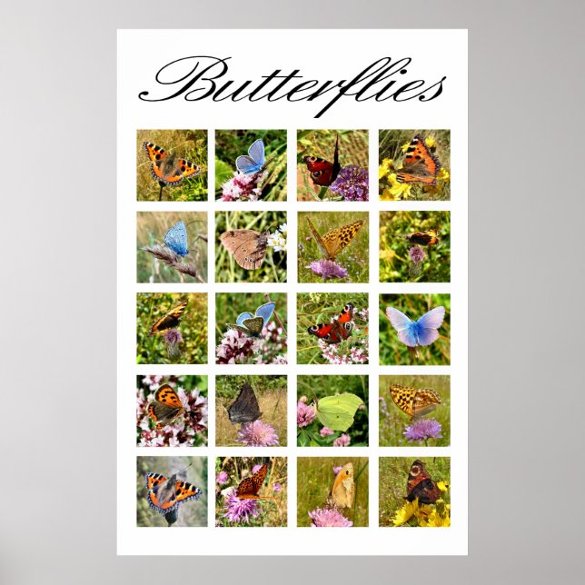 Póster Butterfly poster (Frente)