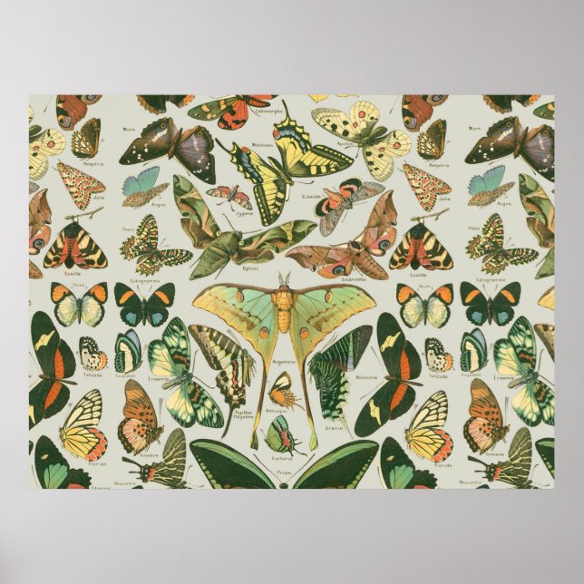 Póster Butterfly Vintage Pattern Butterflies Painting (Frente)