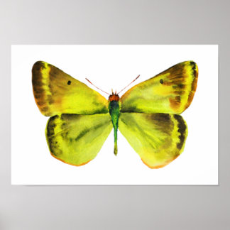 Póster Butterfly Watercolor Painting Poster