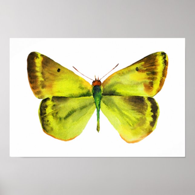 Póster Butterfly Watercolor Painting Poster (Frente)