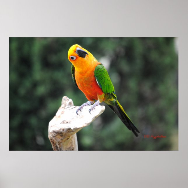 Póster Butters II (Frente)