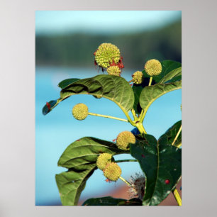 Póster Button Bush on Mississippi River
