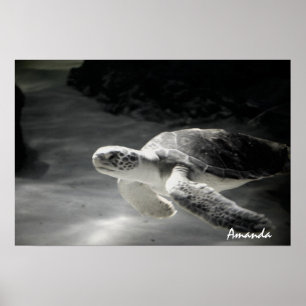 Póster Buzo de Tortuga