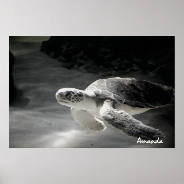 Póster Buzo de Tortuga (Frente)