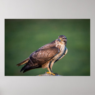 Póster Buzzard