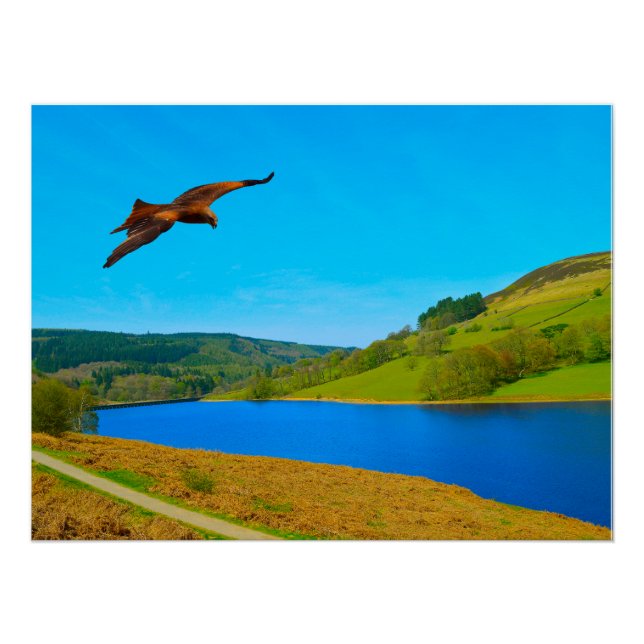 Póster Buzzard común en vuelo sobre el reservorio Ladybow (Anverso)