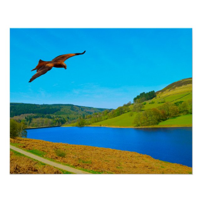 Póster Buzzard común en vuelo sobre el reservorio Ladybow (Anverso)